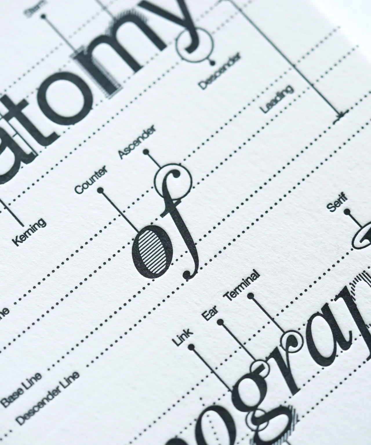 anatomyOfTypeMiddleCloseUp.webp
